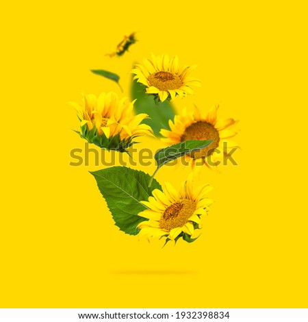 Flying yellow sunflowers, green leaves on yellow background Flat lay. Beautiful sunflowers floral card. Harvest time, agriculture, farming. Creative background with Sunflower. Template for design Royalty-Free Stock Photo #1932398834
