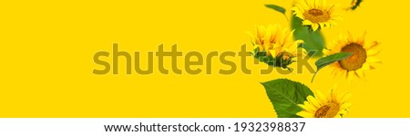Flying yellow sunflowers, green leaves on yellow background Flat lay. Beautiful sunflowers floral card. Harvest time, agriculture, farming. Creative background with Sunflower. Template for design