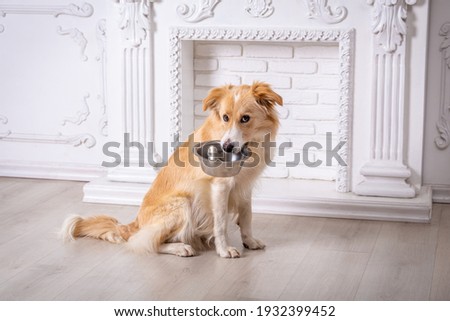 Border collie dog sitting home with empty iron bowl in his teeth on white background Royalty-Free Stock Photo #1932399452
