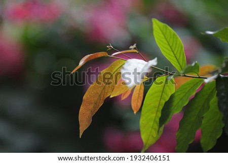 Pictures of beautiful flowers in high quality
