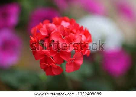 Pictures of beautiful flowers in high quality