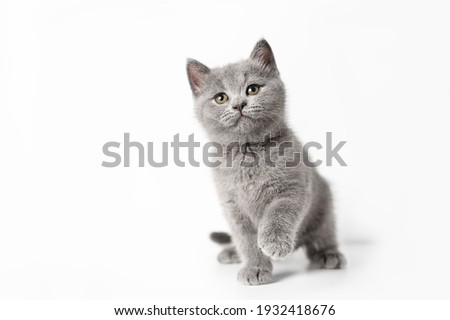 British shorthair kitten sitting with a raised paw on a white background. Royalty-Free Stock Photo #1932418676
