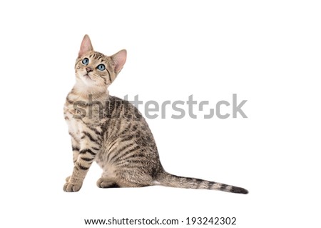 Cute blue eyed tabby kitten on a white background