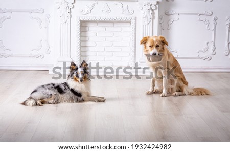 Two dogs sitting at home together, Border collie with empty iron bowl in his teeth, and Sheltie marble Collie on white background