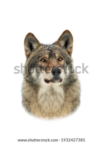 portrait of a gray wolf with snowflakes on the muzzle isolated on white background