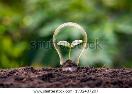A tree growing in an energy efficient light bulb, the concept of environmentally friendly and sustainable energy options. Royalty-Free Stock Photo #1932437207