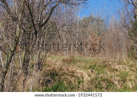 On the Italian hills, the wild nature with grass and bare trees in winter