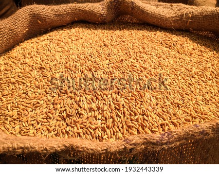 Golden paddy in jute sacks. Background blur. Rice sacks. Paddy background.Paddy texture. Paddy rice. Bangladesh food development concept.Carbohydrate contains crop.Bangladesh agriculture.Market. Ripe.