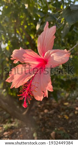 Beautiful exotic blooming Hibiscus flower