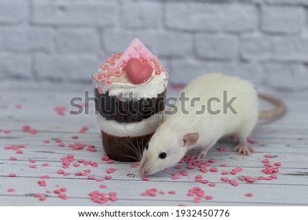White cute decorative rat sits next to sweet dessert. A piece of birthday chocolate cake decorated with a pink heart and chocolate bar. Hearts are scattered on the floor. White brick wall in the back.