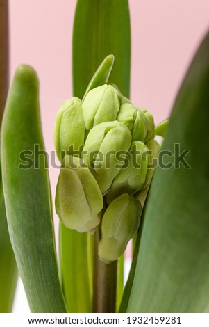 spring hyacinth flowers in buds, minimalistic composition on a delicate pink background, close-up. copy space
