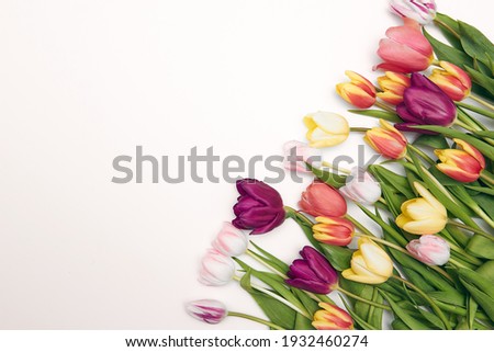 Spring floral background with copy space. Flat-lay frame made of tulips blossom flowers with water drops, top view, wide composition. Womens day, mothers day holiday greeting card