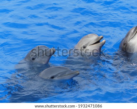 Pair of dolphins in clear blue water