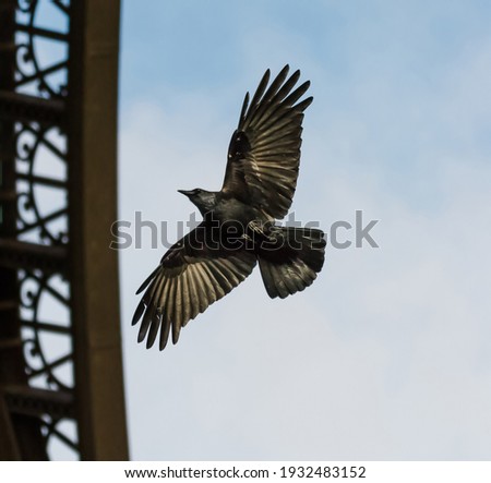 Selective focus on a bird flying next to a metal structure in a city