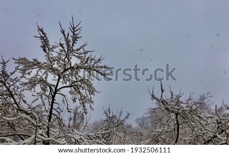 Snow covered branches of trees on a gray sky in winter