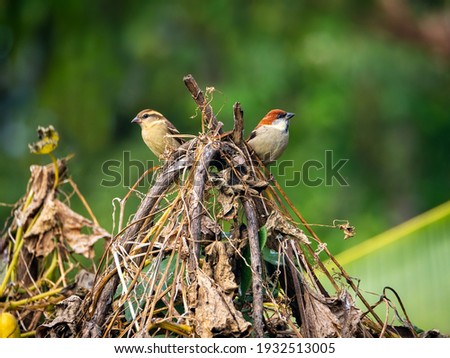 Two sparrows seating on a bush