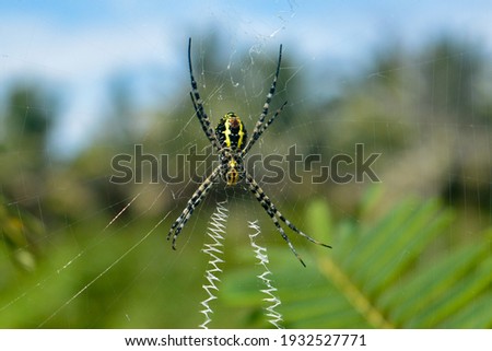 Close Up Yellow Spider Hanging on Web at Rice Field