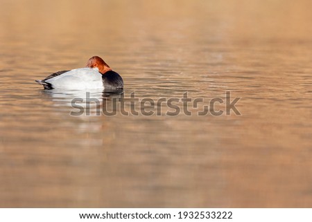 A male Common pochard (Aythya ferina) swimming and sleeping on a sunny day in a lake in Germany