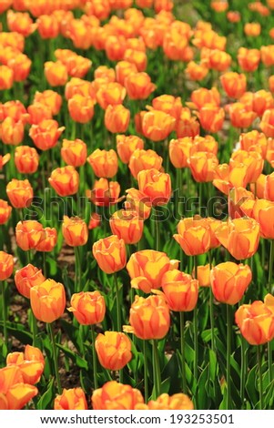 red orange tulips in the garden, spring flowers in the park, Moscow, Russia