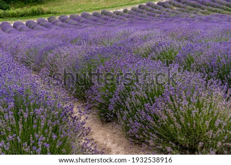lavender field landscape in full summer bloom, banner framing 