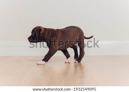 Mystified blue American Bully puppy curiously walking forward with its mouth.