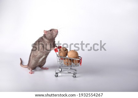 A wild breed rat rolls a supermarket cart with walnuts on a white background in the studio. I go to the supermarket to buy food for the stock