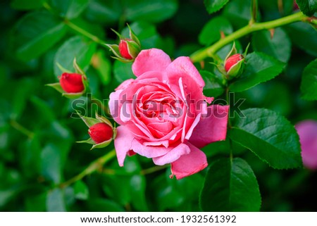 Pink rose flower var. Erotica. Fragrant Floribunda Rose blooms. Medium sized flowers in clusters.  Hybrid tea roses in garden Royalty-Free Stock Photo #1932561392