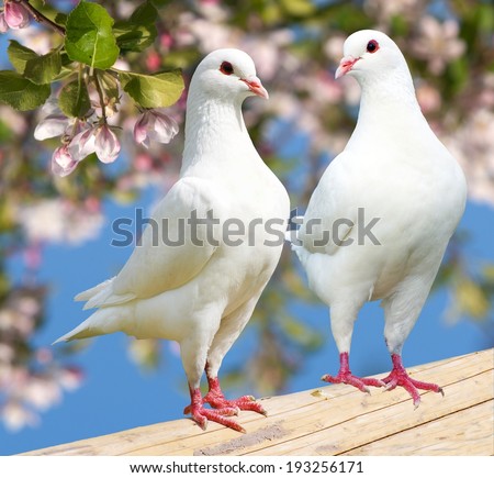 Two white pigeon on flowering background - imperial pigeon - ducula  Royalty-Free Stock Photo #193256171
