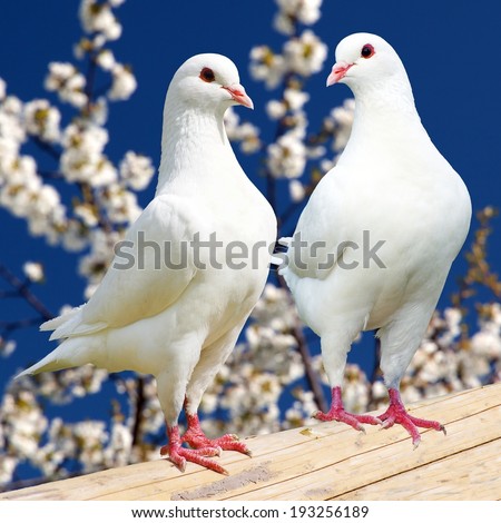 Two white pigeon on flowering background - imperial pigeon - ducula  Royalty-Free Stock Photo #193256189