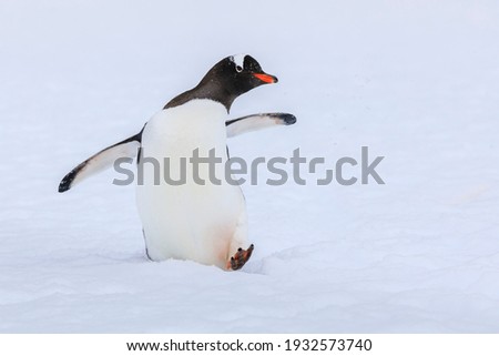 Close up portrait of one gentoo penguin (Pygoscelis papua) walking in the snow of Antarctica with foot raised, wings outstretched, looking at the camera with beak in profile on a white background Royalty-Free Stock Photo #1932573740