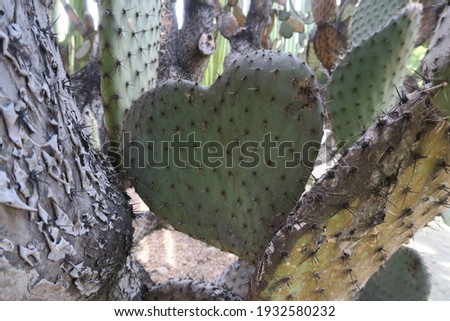 Green spiky cactus in a heart shape in a dry zone of the word, nature love