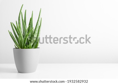 Aloe vera in pot on white table. Front view. Place for text, copy space, mockup Royalty-Free Stock Photo #1932582932