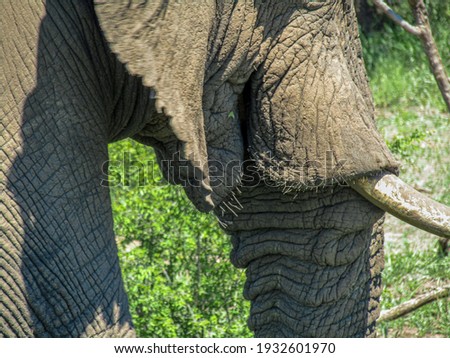 Huge Elephant close up picture