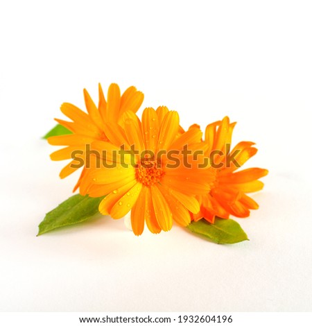 Calendula. Flowers with leaves isolated on white.
