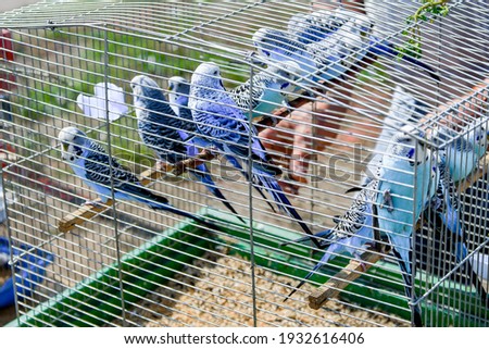 Wavy blue parrots in a cage on display. Budgerigars are sold as pets at the exhibition. Kids love bright and fun budgies.
