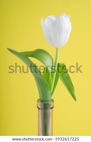 White tulip flower head with green stern and leaves in glass transparent carved purple bottle or vase against yellow background as a gift in spring season. Vertical orientation image