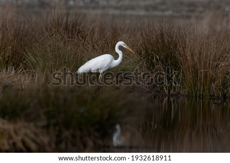 Great Egret (Ardea alba) searching for food on a small reed lake. Egret Reflection on Water