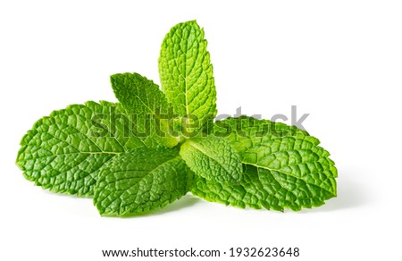 Mint leaf isolated. Fresh mint on white background. Mint leaf. Full depth of field. Perfect not AI mint leaf, true photo. Royalty-Free Stock Photo #1932623648