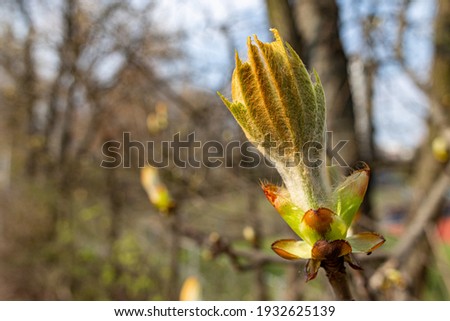 Springtime background with horse chestnuts during sunny spring day at the park. Free outdoors concept