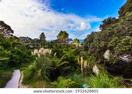 Coromandel Peninsula on the North Island. New Zealand. The road to Cathedral Cove. Picturesque flowering reeds grow along the sides of the path. The concept of active, exotic, ecological  tourism