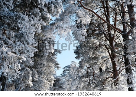 Pine tree branches under the snow on a sunny frosty winter day.