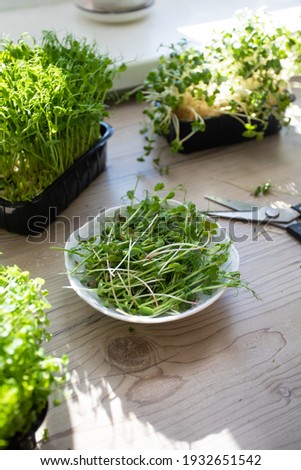 Cutted microgreens at the kitchen in the morning