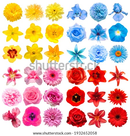 Big collection of various head flowers yellow, blue, red and pink isolated on white background. Perfectly retouched, full depth of field on the photo. Top view, flat lay