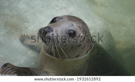 Grey Seal swimming in sanctuary