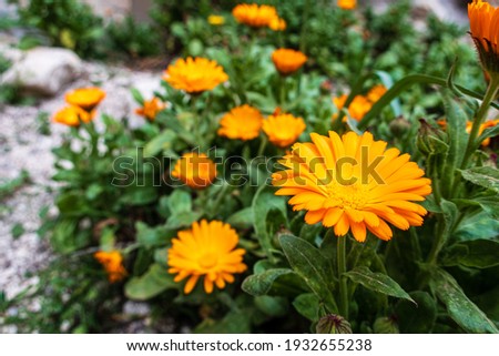 Pretty orange flowers, with a green background.