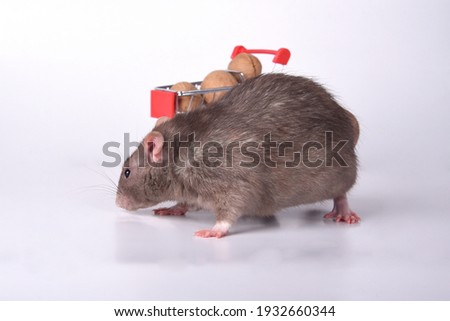A wild brown rat with a mustache on a white background is busy near a cart with nuts