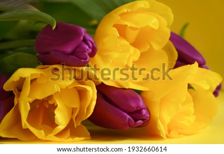  Beautiful spring flowers on Mothers or Womans day. Bouquet of purple and yellow tulips on yellow background. Love, International Women day, Mother day and Happy Valentine day concept. Selective focus