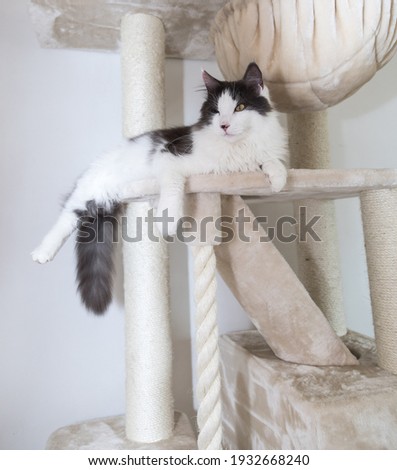 Black and white cat and scratching post , on a white background .
Beautiful cat playing.
 