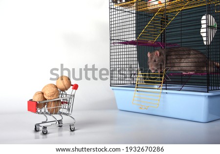 Brown wild rat gets out of the cage for walnuts