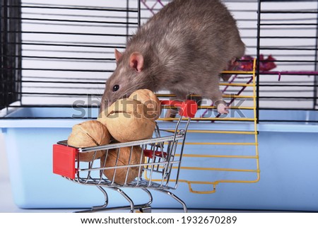 Brown wild rat gets out of the cage for walnuts